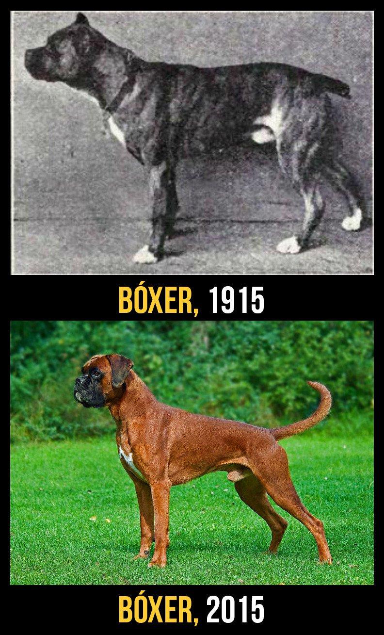 razas perro evolucion 5