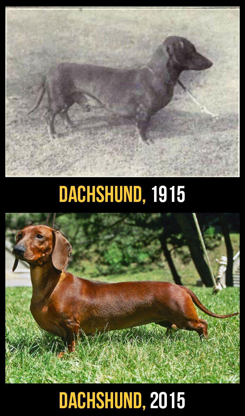 razas perro evolucion 6